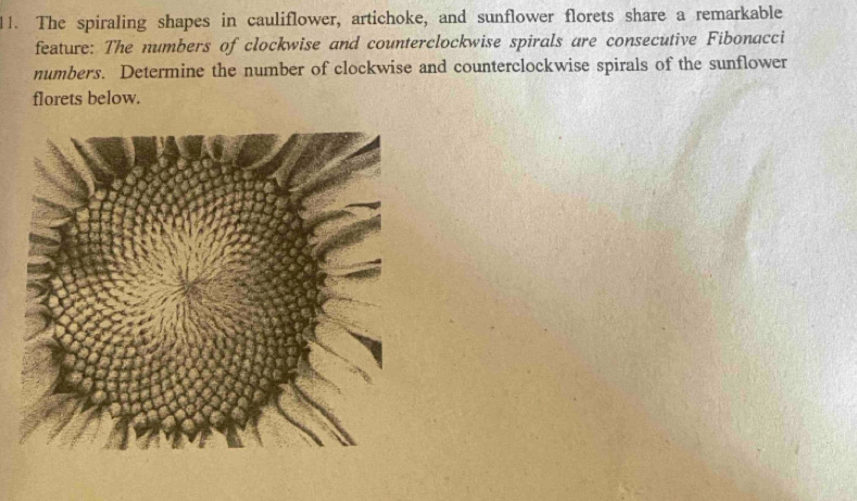 The spiraling shapes in cauliflower, artichoke, and sunflower florets share a remarkable 
feature: The numbers of clockwise and counterclockwise spirals are consecutive Fibonacci 
numbers. Determine the number of clockwise and counterclockwise spirals of the sunflower 
florets below.