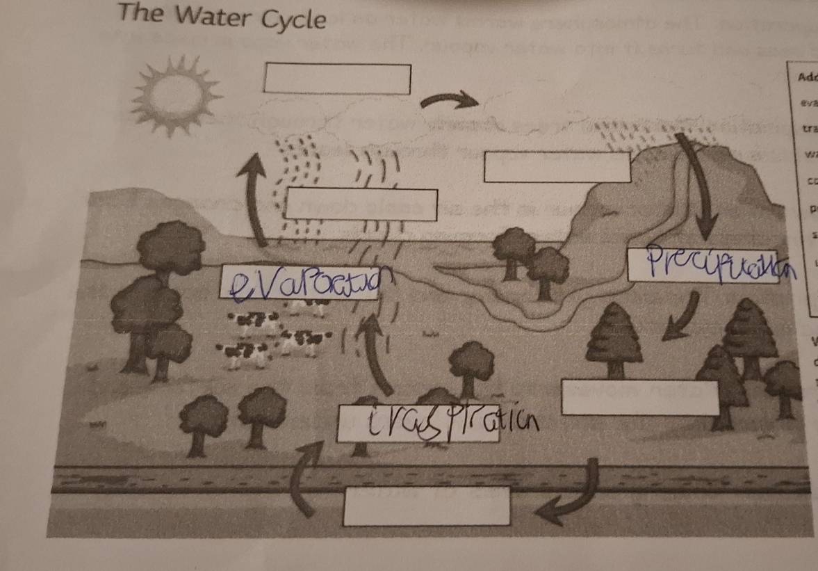 The Water Cycle 
Ad 
tra 
w 
c 
D