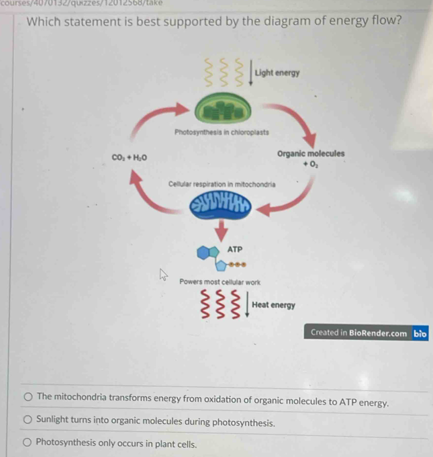 courses/4070132/quizzes/12012568/take
Which statement is best supported by the diagram of energy flow?
ioRender.com bio
The mitochondria transforms energy from oxidation of organic molecules to ATP energy.
Sunlight turns into organic molecules during photosynthesis.
Photosynthesis only occurs in plant cells.