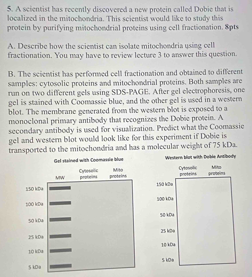 A scientist has recently discovered a new protein called Dobie that is 
localized in the mitochondria. This scientist would like to study this 
protein by purifying mitochondrial proteins using cell fractionation. 8pts 
A. Describe how the scientist can isolate mitochondria using cell 
fractionation. You may have to review lecture 3 to answer this question. 
B. The scientist has performed cell fractionation and obtained to different 
samples: cytosolic proteins and mitochondrial proteins. Both samples are 
run on two different gels using SDS-PAGE. After gel electrophoresis, one 
gel is stained with Coomassie blue, and the other gel is used in a western 
blot. The membrane generated from the western blot is exposed to a 
monoclonal primary antibody that recognizes the Dobie protein. A 
secondary antibody is used for visualization. Predict what the Coomassie 
gel and western blot would look like for this experiment if Dobie is 
transported to the mitochondria and has a molecular weight of 75 kDa. 
Western blot with Dobie Antibody 
Cytosolic Mito 
proteins proteins
150 kDa
100 kDa
50 kDa
25 kDa
10 kDa
5 kDa