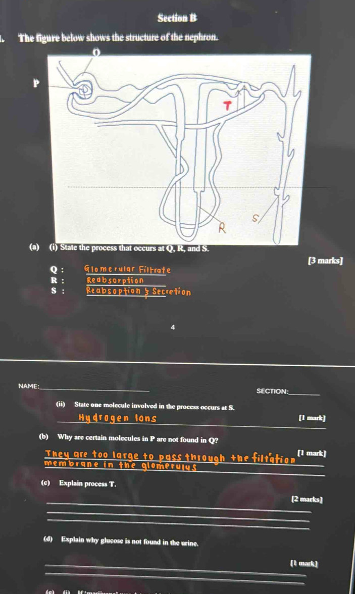 The figure below shows the structure of the nephron. 
( 
[3 marks] 
Q : Glomerular Filtrate 
R : Reabsorption 
S : Reabsoption y Secretion 
4 
NAME:_ SECTION: 
_ 
(ii) State one molecule involved in the process occurs at S. 
_ 
_Hydrogen Ions [1 mark] 
(b) Why are certain molecules in P are not found in Q? 
[1 mark] 
They are too large to pass through the filtation_ 
_ 
membrane in the glomerulys 
(c) Explain process T. 
_[2 marks] 
_ 
_ 
(d) Explain why glucose is not found in the urine. 
_[1 mark] 
_ 
_