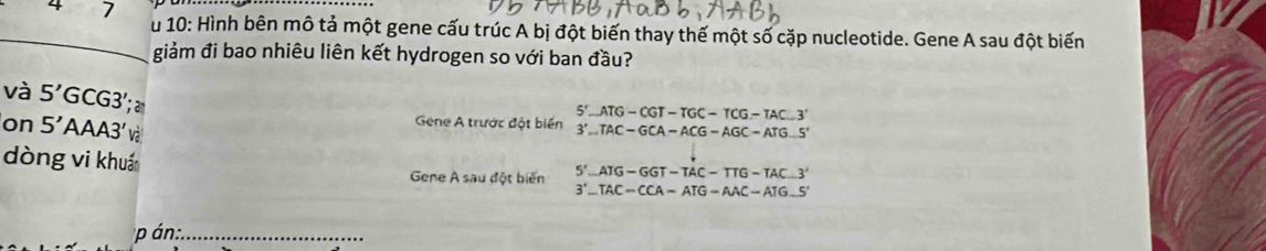 4 7
_
u 10: Hình bên mô tả một gene cấu trúc A bị đột biến thay thế một số cặp nucleotide. Gene A sau đột biến
giảm đi bao nhiêu liên kết hydrogen so với ban đầu?
và 5'G CG3' ; 
on 5' AA A3' vi
Gene A trước đột biến beginarrayr S'_ ATG-CGT-TGC-TCG-TAC.3' 3'_ TAC-GCA-ACG-AGC-ATG.5'endarray
dòng vi khuá 3'_ TAC-CCA-ATG-AAC-ATG_ 5'
Gene A sau đột biến 5'_ ATG-GGT-TAC-TTG-TAC_ 3'
p án:_