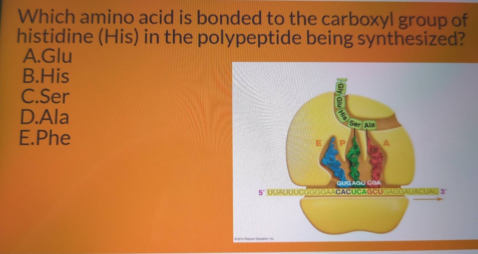 Which amino acid is bonded to the carboxyl group of
histidine (His) in the polypeptide being synthesized?
A.Glu
B.His
C.Ser
D.Ala
E.Phe