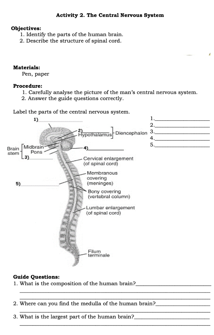 Activity 2. The Central Nervous System
Objectives:
1. Identify the parts of the human brain.
2. Describe the structure of spinal cord.
Materials:
Pen, paper
Procedure:
1. Carefully analyse the picture of the man’s central nervous system.
2. Answer the guide questions correctly.
Label the parts of the central nervous system.
1)
1._
2._
2)
Hypothalamus Diencephalon 3._
4._
Brain Midbrain
5._
4)
stem Pons
L3) Cervical enlargement
(of spinal cord)
Membranous
covering
5) (meninges)
Bony covering
(vertebral column)
Lumbar enlargement
(of spinal cord)
Filum
terminale
Guide Questions:
1. What is the composition of the human brain?_
_
_
2. Where can you find the medulla of the human brain?_
_
3. What is the largest part of the human brain?_
_