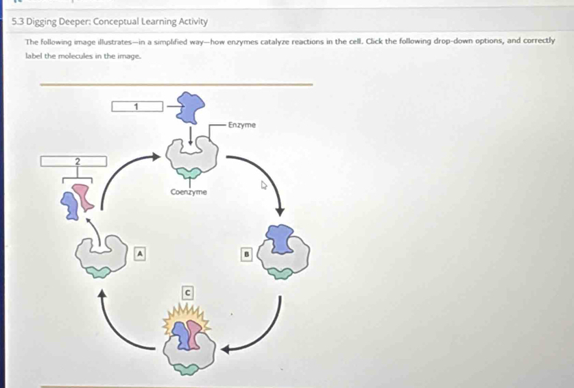 5.3 Digging Deeper: Conceptual Learning Activity 
The following image illustrates—in a simplified way—how enzymes catalyze reactions in the cell. Click the following drop-down options, and correctly 
label the molecules in the image.