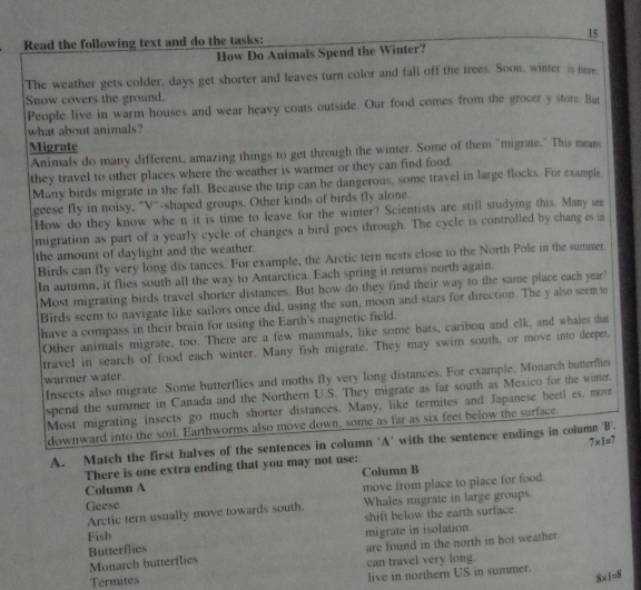 Read the following text and do the tasks: 15
How Do Animals Spend the Winter?
The weather gets colder, days get shorter and leaves turn color and fall off the trees. Soon, winter is here
Snow covers the ground.
People live in warm houses and wear heavy coats outside. Our food comes from the grocer y store. Bat
what about animals?
Migrate
Animals do many different, amazing things to get through the winter. Some of them "migrate." This means
they travel to other places where the weather is warmer or they can find food.
Many birds migrate in the fall. Because the trip can be dangerous, some travel in large flocks. For example
geese fly in noisy, "V"-shaped groups. Other kinds of birds fly alone.
How do they know whe n it is time to leave for the winter? Scientists are still studying this. Many see
migration as part of a yearly cycle of changes a bird goes through. The cycle is controlled by chang es i
the amount of daylight and the weather.
Birds can fly very long dis tances. For example, the Arctic tern nests close to the North Pole in the summer.
In autumn, it flies south all the way to Antarctica. Each spring it returns north again.
Most migrating birds travel shorter distances. But how do they find their way to the same place each year?
Birds seem to navigate like sailors once did, using the sun, moon and stars for direction. The y also seem to
have a compass in their brain for using the Earth's magnetic field.
Other animals migrate, too. There are a few mammals, like some bats, caribou and elk, and whales tha
travel in search of food each winter. Many fish migrate. They may swim south, or move into deeper.
Insects also migrate. Some butterflies and moths fly very long distances. For example, Monarch butterflies
warmer water.
spend the summer in Canada and the Northern U.S. They migrate as far south as Mexico for the winter.
Most migrating insects go much shorter distances. Many, like termites and Japanese beetl es, move
downward into the soil. Earthworms also move down, some as far as six feet below the surface.
A. Match the first halves of the sentences in column 'A' with the sentence endings in column 'B'.
There is one extra ending that you may not use: 7* 1=7
Column A Column B
Geese move from place to place for food.
Arctic tern usually move towards south. Whales migrate in large groups.
shift below the earth surface.
Fish
Butterflies migrate in isolation.
Monarch butterflies are found in the north in hot weather.
Termites can travel very long.
live in northern US in summer. 8* 1=8