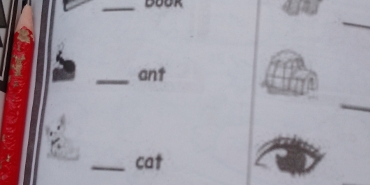 ant 
_cat