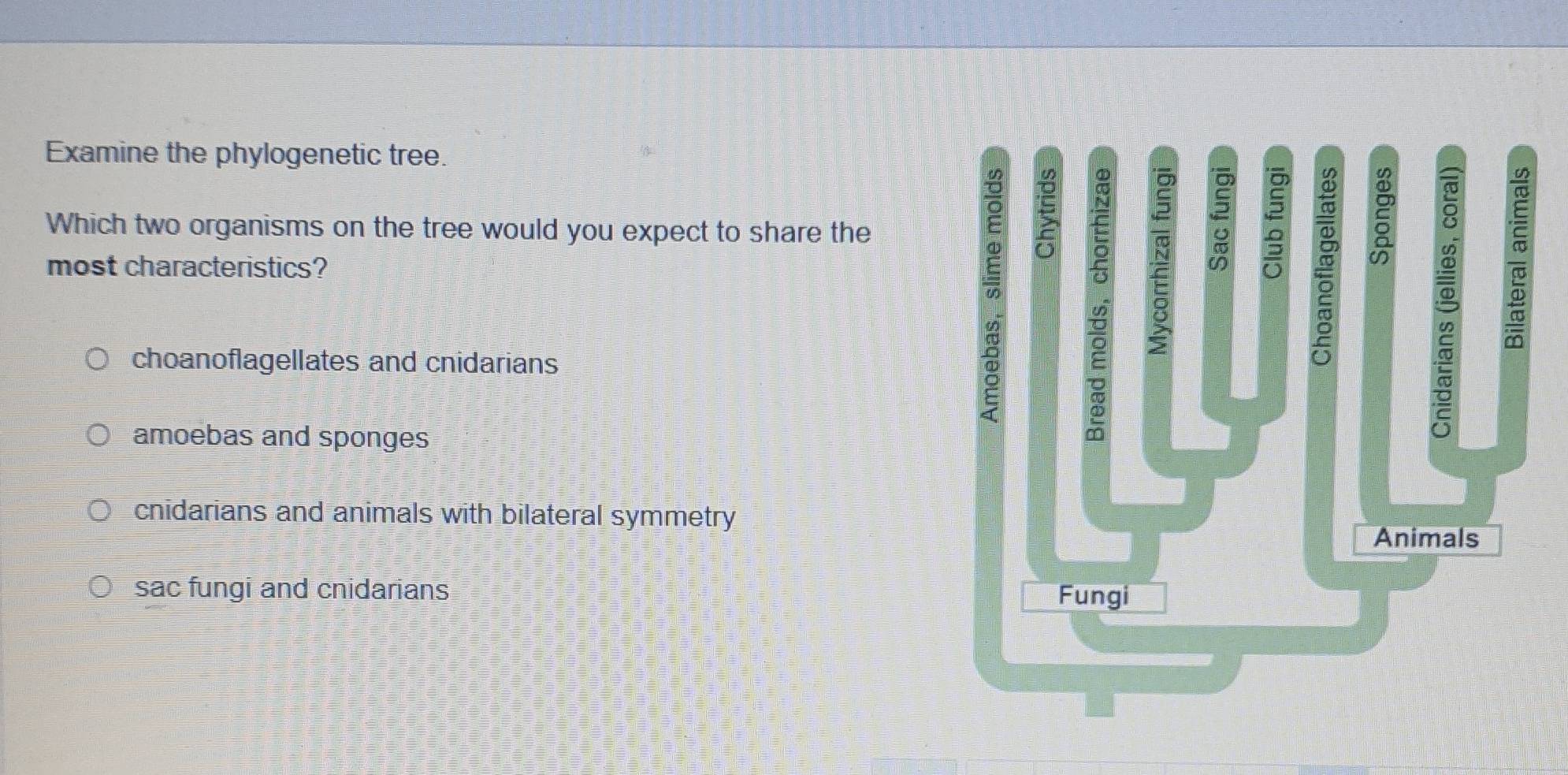 Solved: Examine the phylogenetic tree. Which two organisms on the tree ...