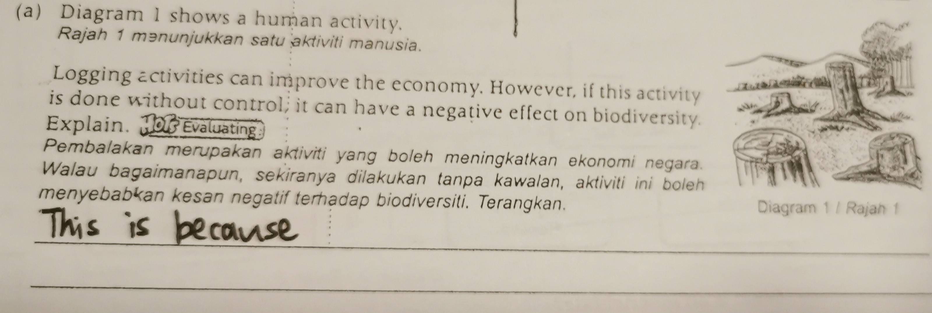 Diagram 1 shows a human activity. 
Rajah 1 mənunjukkan satu aktiviti manusia. 
Logging activities can improve the economy. However, if this activity 
is done without control; it can have a negative effect on biodiversity. 
Explain D Evaluating 
Pembalakan merupakan aktiviti yang boleh meningkatkan ekonomi negara. 
Walau bagaimanapun, sekiranya dilakukan tanpa kawalan, aktiviti ini boleh 
menyebabkan kesan negatif terhadap biodiversiti. Terangkan. 
Diagram 1 / Rajah 1 
_ 
_