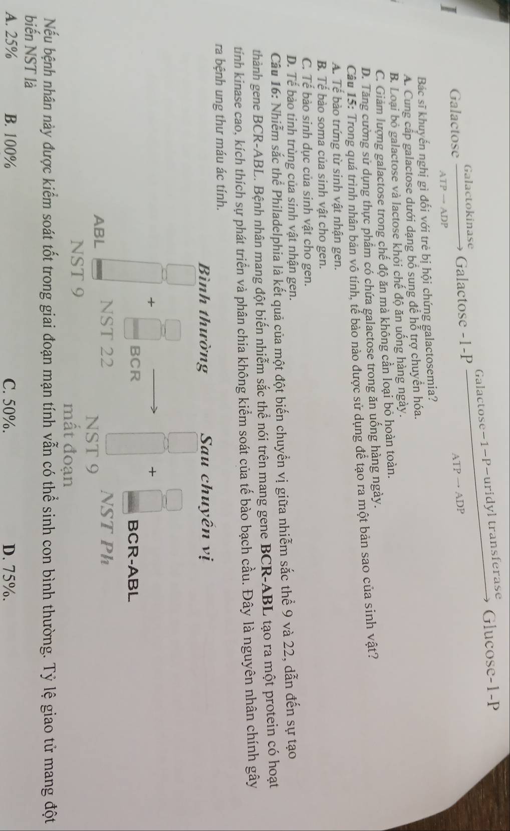 Galactose−1-P-uridyl transferase
Galactokinase Glucose-1-P
I
Galactose Galactose -1-P
、
ATP → ADP
ATP → ADP
Bác sĩ khuyến nghị gì đối với trẻ bị hội chứng galactosemia?
A. Cung cấp galactose dưới dạng bổ sung để hỗ trợ chuyển hóa.
B. Loại bỏ galactose và lactose khỏi chế độ ăn uống hàng ngày.
C. Giảm lượng galactose trong chế độ ăn mà không cần loại bỏ hoàn toàn.
D. Tăng cường sử dụng thực phẩm có chứa galactose trong ăn uống hàng ngày.
Câu 15: Trong quá trình nhân bản vô tính, tế bào nào được sử dụng để tạo ra một bản sao của sinh vật?
A. Tế bào trứng từ sinh vật nhận gen.
B. Tế bào soma của sinh vật cho gen.
C. Tế bào sinh dục của sinh vật cho gen.
D. Tế bào tinh trùng của sinh vật nhận gen.
Câu 16: Nhiễm sắc thể Philadelphia là kết quả của một đột biến chuyển vị giữa nhiễm sắc thể 9 và 22, dẫn đến sự tạo
thành gene BCR-ABL. Bệnh nhân mang đột biến nhiễm sắc thể nói trên mang gene BCR-ABL tạo ra một protein có hoạt
tính kinase cao, kích thích sự phát triển và phân chia không kiểm soát của tế bào bạch cầu. Đây là nguyên nhân chính gây
ra bệnh ung thư máu ác tính.
Bình thường Sau chuyên vị
+
+
BCR BCR-ABL
ABL NST 22 NST Ph
NST 9
NST 9 mất đoạn
Nếu bệnh nhân này được kiểm soát tốt trong giai đoạn mạn tính vẫn có thể sinh con bình thường. Tỷ lệ giao tử mang đột
biến NST là
A. 25% B. 100% C. 50%. D. 75%.