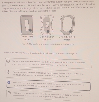 In an experment, cells were isolated from an aquatic plant and suspended in pond water, a sucrose sugar
solution, or distilled water. All of the cells were then viewed under a microscope: Compared with the cell in
the pond water, the cell in the sugar solution appeared shriveled, and the cell in the distilfed water appeared
inflated. The results of the experiment are represented in Figure 1
Gell in Sugar Cell in Distilled
Cell in Pand Water Solution Water
Figure 1. The results of an experiment using aquatic plant cells
which of the following statements best explains the observations represented in Figure T ?
A There was a net movement of sucrose out of the cell suspended in the sugar solution and
a net movement of sucrose into the cell suspended in the distiled water
There was a set movement of sucrose into the cell suspended in the sugar solution and a
ne movement of sycrose out of the cell suspended in the distilled water
There was a net movement of water out of the cell suapended in the sygar solution and s
net movement of water into the cell suspended in the castilled water
D Ther was a net movesions of water into the cell sussended in the sugar solution and a
net moverent of water out of the cell suspended in the distiled water