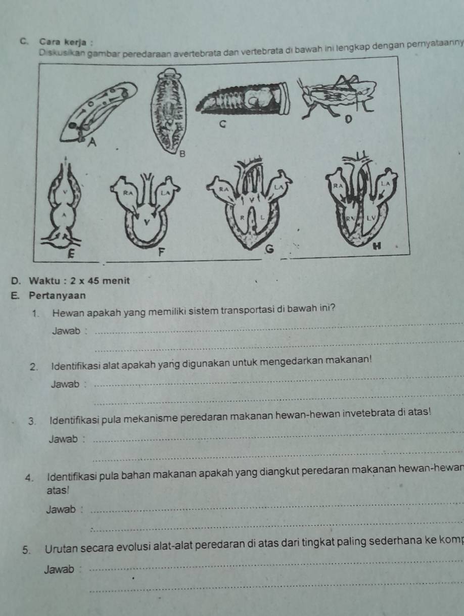 Cara kerja : 
Diskusikan gambar peredaraan avertebrata dan vertebrata di bawah ini lengkap dengan pernyataanny 
D. Waktu : 2* 45 menit 
E. Pertanyaan 
_ 
1. Hewan apakah yang memiliki sistem transportasi di bawah ini? 
_ 
Jawab : 
_ 
2. Identifikasi alat apakah yang digunakan untuk mengedarkan makanan! 
_ 
Jawab : 
_ 
3. Identifikasi pula mekanisme peredaran makanan hewan-hewan invetebrata di atas! 
Jawab : 
_ 
4. Identifikasi pula bahan makanan apakah yang diangkut peredaran makanan hewan-hewan 
atas! 
Jawab : 
_ 
_ 
_ 
5. Urutan secara evolusi alat-alat peredaran di atas dari tingkat paling sederhana ke komp 
Jawab : 
_