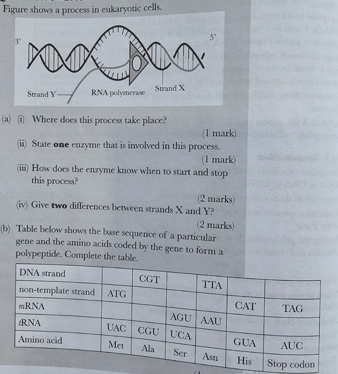 Figure shows a process in eukaryotic cells.
(a) (i) Where does this process take place?
(1 mark)
(ii) State one enzyme that is involved in this process.
(1 mark)
(iii) How does the enzyme know when to start and stop
this process?
(2 marks)
(iv) Give two differences between strands X and Y?
(2 marks)
(b) Table below shows the base sequence of a particular
gene and the amino acids coded by the gene to form a
polypeptide. Complete the table.