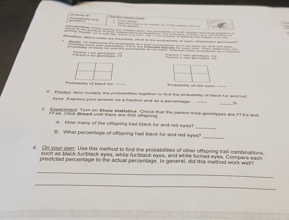 Get the Gumo readr 
genétics Protability and * Chre Clear Use the Gormo to creats an 77 Ee panent ant == 
Etee parar 
introduction: if two events are independent, the probabdity of both events cccuming together a 
Mme te prad or he n indepenten preore mTon e a e 
etting "heads" on a c o in ti p , there is a 1 174 chance of getting two heats in a m 
Question: When traits are inherited, what is the probability of each offspring's geantvoe'? 
1. Model. To determine the probability of a trait combination such as black fur and red eyes 
consider each traif separately. Fill in the Punnett square for each trait. Then determine the 
probability of black fur and the probability of red eyes. Express each probability as a traction 
Parent 1 fur genotype Ff Parent 1 eye genotype: Ee 
Parent 2 fur genotype: F Parent 2 eye genotype: ee 
Probability of black fur: _Probability of red eyes:_ 
2. Predict: Now multiply the probabilities together to find the probability of black fur and red 
eyes. Express your answer as a fraction and as a percentage: __% 
3. Experiment: Turn on Show statistics. Check that the parent mice genotypes are Ff Ee and 
Ff ee. Click Breed until there are 500 offspring. 
A. How many of the offspring had black fur and red eyes? 
_ 
_ 
B. What percentage of offspring had black fur and red eyes? 
4. On your own: Use this method to find the probabilities of other offspring trait combinations, 
such as black fur/black eyes, white fur/black eyes, and white fur/red eyes. Compare each 
predicted percentage to the actual percentage. In general, did this method work well? 
_ 
_