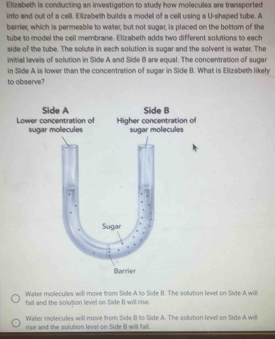 Elizabeth is conducting an investigation to study how molecules are transported
into and out of a cell. Elizabeth builds a model of a cell using a U-shaped tube. A
barrier, which is permeable to water, but not sugar, is placed on the bottom of the
tube to model the cell membrane. Elizabeth adds two different solutions to each
side of the tube. The solute in each solution is sugar and the solvent is water. The
initial levels of solution in Side A and Side B are equal. The concentration of sugar
in Side A is lower than the concentration of sugar in Side B. What is Elizabeth likely
to observe?
Side A Side B
Lower concentration of Higher concentration of
sugar mecules
Water molecules will move from Side A to Side B. The solution level on Side A will
fall and the solution level on Side B will rise.
Water molecules will move from Side B to Side A. The solution level on Side A will
rise and the solution level on Side B will fall.