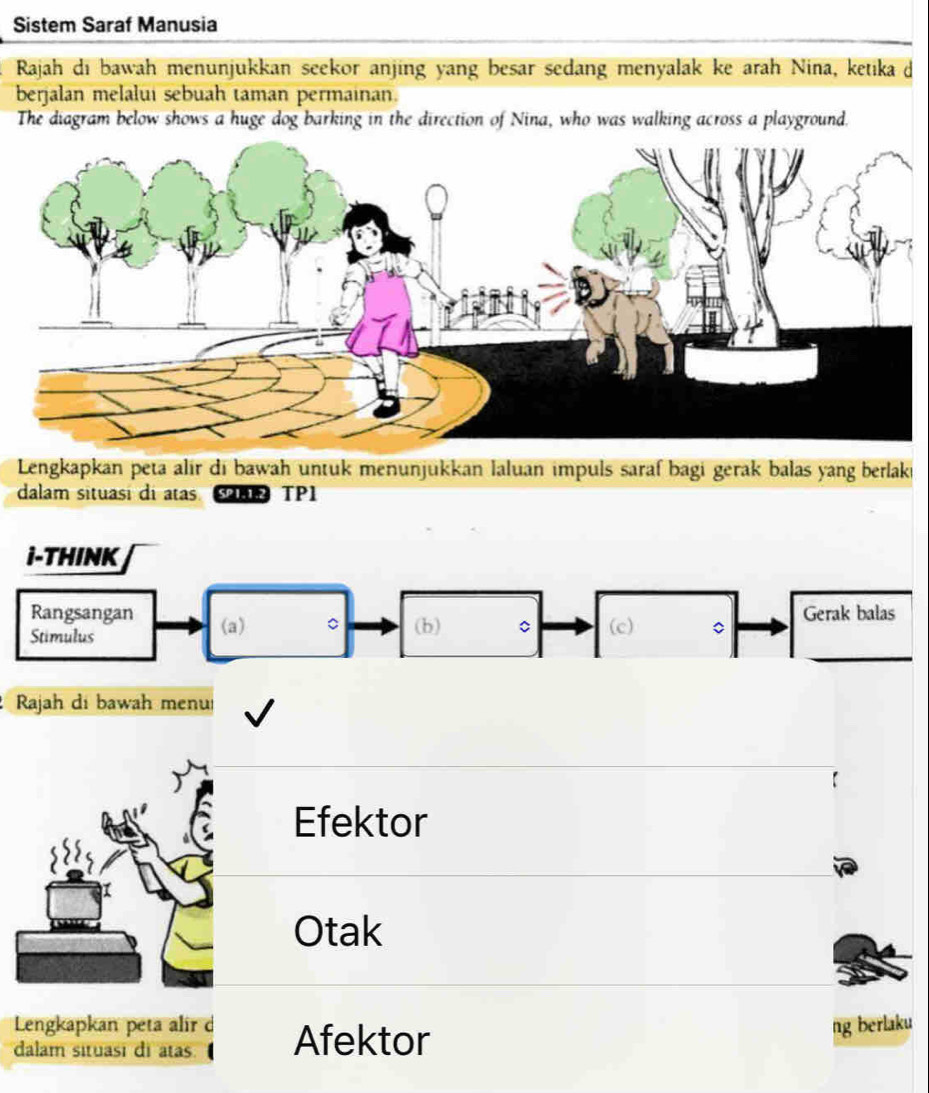 Sistem Saraf Manusia 
Rajah di bawah menunjukkan seekor anjing yang besar sedang menyalak ke arah Nina, ketika d 
berjalan melalui sebuah taman permainan. 
The diagram below shows a huge dog barking in the direction of Nina, who was walking across a playground. 
Lengkapkan peta alir di bawah untük menunjükkan laluan impuls saraf bagi gerak balas yang berlaki 
dalam situasi di atas C TP1 
i-THINK 
Rangsangan (a) 。 (b) (c) 。 Gerak balas 
_ 
Stimulus 
Rajah di bawah menuí 
Efektor 
Otak 
Lengkapkan peta alir d ng berlaku 
dalam situasi di atas. Afektor