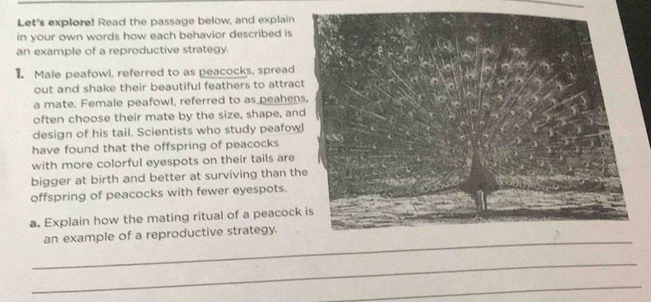 Let's explore! Read the passage below, and explain 
in your own words how each behavior described is 
an example of a reproductive strategy. 
. Male peafowl, referred to as peacocks, spread 
out and shake their beautiful feathers to attrac 
a mate. Female peafowl, referred to as peahen 
often choose their mate by the size, shape, an 
design of his tail. Scientists who study peafow 
have found that the offspring of peacocks 
with more colorful eyespots on their tails are 
bigger at birth and better at surviving than th 
offspring of peacocks with fewer eyespots. 
a. Explain how the mating ritual of a peacock 
_ 
an example of a reproductive strategy. 
_ 
_