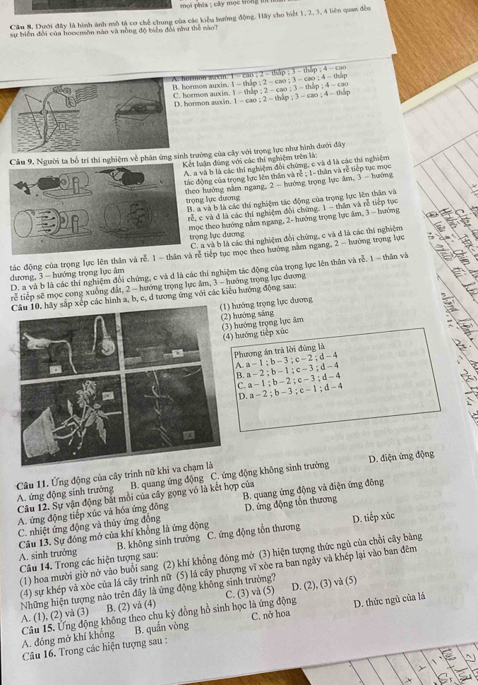 mọi phía ; cây mọc trong t
Câu 8. Dưới đây là hình ảnh mô tả cơ chế chung của các kiểu hướng động. Hãy cho biết 1, 2, 3, 4 liên quan đến
sự biến đổi của hoocmôn nào và nồng độ biển đổi như thế nào?
A. hormon auxm. 1 - cao ; 2 - thap :3-th åp 4-ca
mon auxin. 1 - thấp ; 2 - cao;3-cao:4-t háp
mon auxin. -thiap:2-cao:3-thp:4-ca
rmon auxin. 1 - cao ; 2-thip;3-cao;4-thip
ời ta bố trí thí nghiệm về phản ứng sinh rưởng của cây với trọng lực như hình đưới đây
uận đúng với các thí nghiệm trên là:
và b là các thí nghiệm đối chứng, c và đ là các thí nghiệm
ộng của trọng lực lên thân và rễ ; 1- thân và rễ tiếp tục mọc
hướng nằm ngang, 2 - hướng trọng lực âm, 3 - hướng
g lực dương
a và b là các thí nghiệm tác động của trọng lực lên thân và
c và d là các thí nghiệm đôi chứng. 1 - thân và rễ tiếp tục
c theo hướng nằm ngang, 2- hướng trọng lực âm, 3 - hướng
ng lực dương
. a và b là các thí nghiệm đối chứng, c và d là các thí nghiệm
tác động của trọng lực lên thân và rễ. 1 - thễ tiếp tục mọc theo hướng nằm ngang, 2 - hướng trọng lực
D. a và b là các thí nghiệm đối chứng, c và d là các thí nghiệm tác động của trọng lực lên thân và rễ. 1 - thân và
dương, 3 - hướng trọng lực âm
rễ tiếp sẽ mọc cong xuống đất, 2 - hướng trọng lực âm, 3 - hướng trọng lực dương
các hình a, b, c, d tương ứng với các kiểu hướng động sau:
(1) hướng trọng lực dương
hướng sáng
hướng trọng lực âm
hướng tiếp xúc
Phương án trả lời đúng là
A. a - 1 ; b - 3 ; c -2; d -4
B. a - 2 ; b - 1 ; c- 3 ; d - 4
C. a - 1 ; b - 2 ; c - 3 ; d - 4
D. a - 2 ; b - 3 ; c - 1 ; d - 4
Câu 11. Ứng động của cây trinh nữ khi va
A. ứng động sinh trưởng B. quang ứng động C. ứng động không sinh trưởng D. điện ứng động
      
Câu 12. Sự vận động bắt mồi của cây gọng vó là kết hợp của
A. ứng động tiếp xúc và hóa ứng đông B. quang ứng động và điện ứng đông
C. nhiệt ứng động và thủy ứng đống D. ứng động tổn thương
B. không sinh trưởng C. ứng động tồn thương D. tiếp xúc
A. sinh trưởng Câu 13. Sự đóng mở của khí khổng là ứng động
(1) hoa mười giờ nở vào buổi sang (2) khí khổng đóng mở (3) hiện tượng thức ngủ của chồi cây bàng
Câu 14. Trong các hiện tượng sau:
(4) sự khép và xòe của lá cây trinh nữ (5) lá cây phượng vĩ xòe ra ban ngày và khép lại vào ban đêm
Những hiện tượng nào trên đây là ứng động không sinh trưởng? A. (1), (2) và (3) B. (2) và (4)
Câu 15. Ứng động không theo chu kỳ đồng hồ sinh học là ứng động C. (3) và (5) D. (2), (3) và (5)
A. đóng mở khí khổng B. quấn vòng C. nở hoa D. thức ngủ của lá
Câu 16. Trong các hiện tượng sau :