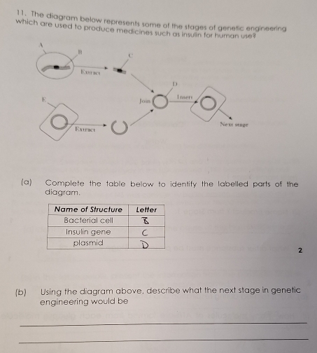 The diagram below represents some of the stages of genetic engineering 
which are used to produce medicines such as insulin for human 
(a) Complete the table below to identify the labelled parts of the 
diagram. 
2 
(b) Using the diagram above, describe what the next stage in genetic 
engineering would be 
_ 
_