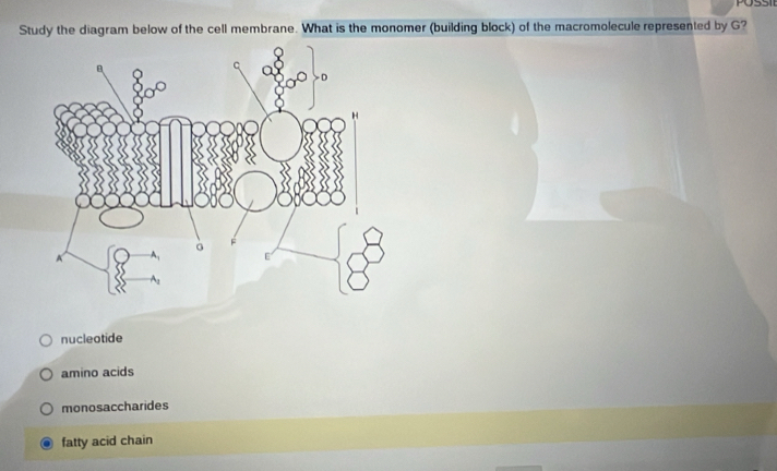 POSSII
Study the diagram below of the cell membrane. What is the monomer (building block) of the macromolecule represented by G?
nucleotide
amino acids
monosaccharides
fatty acid chain