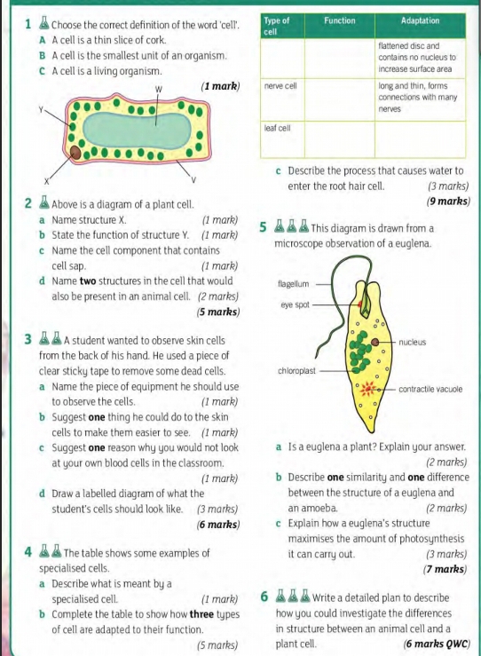 Choose the correct definition of the word 'cell'.
A A cell is a thin slice of cork.
B A cell is the smallest unit of an organism.
C A cell is a living organism.
Describe the proces
enter the root hair cell. (3 marks)
2 Above is a diagram of a plant cell. (9 marks)
a Name structure X. (1 mark) 5 This diagram is drawn from a
b State the function of structure Y. (1 mark) microscope observation of a euglena.
c Name the cell component that contains
cell sap. (1 mark)
d Name two structures in the cell that would 
also be present in an animal cell. (2 marks) 
(5 marks)
3 ÀÀ A student wanted to observe skin cells
from the back of his hand. He used a piece of
clear sticky tape to remove some dead cells. 
a Name the piece of equipment he should use
to observe the cells. (1 mark)
b Suggest one thing he could do to the skin
cells to make them easier to see. (1 mark)
c Suggest one reason why you would not look a Is a euglena a plant? Explain your answer.
at your own blood cells in the classroom (2 marks)
(1 mark) b Describe one similarity and one difference
d Draw a labelled diagram of what the between the structure of a euglena and
student's cells should look like. (3 marks) an amoeba. (2 marks)
(6 marks) c Explain how a euglena's structure
maximises the amount of photosynthesis
4 The table shows some examples of it can carry out. (3 marks)
specialised cells. (7 marks)
a Describe what is meant by a
specialised cell. (1 mark) 6 Write a detailed plan to describe
b Complete the table to show how three types how you could investigate the differences
of cell are adapted to their function. in structure between an animal cell and a
(5 marks) plant cell. (6 marks QWC)