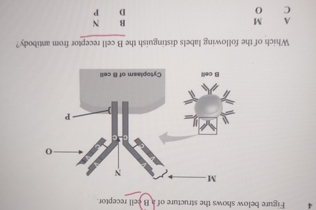 Figure below shows the structure of a B cell receptor.
Which of the following labels distinguish the B cell receptor from antibody?
A M
B N
C O
D P