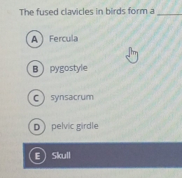 The fused clavicles in birds form a_
AFercula
Bpygostyle
Csynsacrum
D pelvic girdle
ESkull