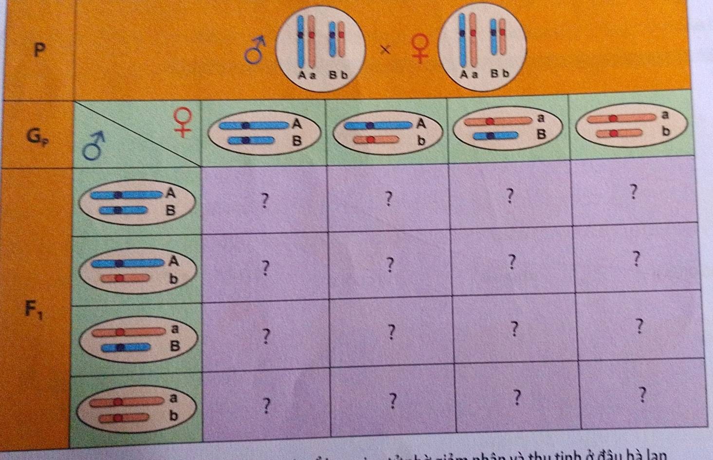 À ª B b A a B b
a 
tinh ở đầu bhà lan