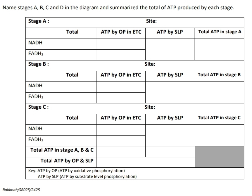 Name stages A, B, C and D in the diagram and summarized the total of ATP produced by each stage.
Rahimah/SB025/2425