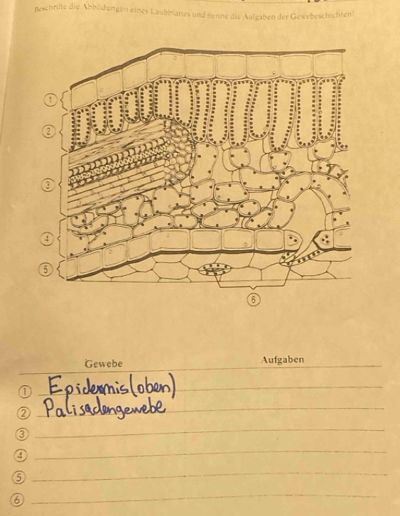 Beschrifte die Abbildungen eines Laubblattes und nenne die Aufgaben der Gewebeschichten! 
Gewebe Aufgaben 
_ 
0 
_ 
② 
_ 
③ 
_ 
4 
_ 
6 
_ 
a 
_