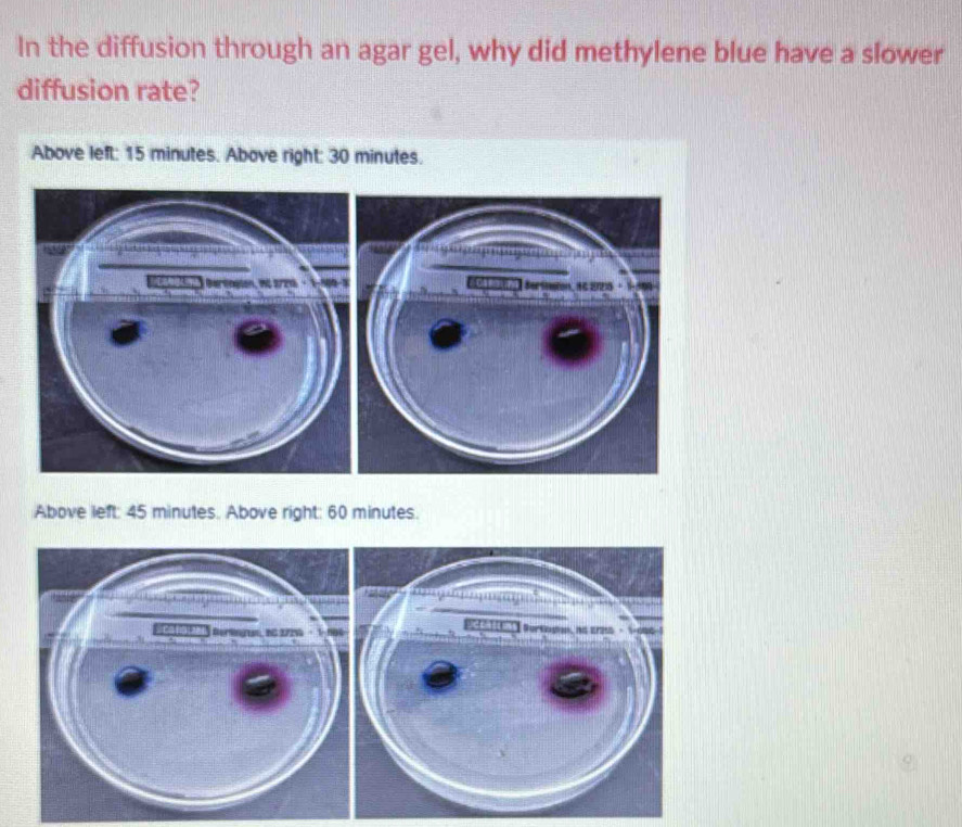 Solved: In the diffusion through an agar gel, why did methylene blue ...