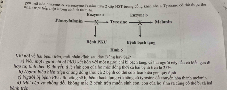 a gen mã hóa enzyme A và enzyme B nằm trên 2 cặp NST tương đồng khác nhau. Tyrosine có thể được thu
nhận trực tiếp một lượng nhỏ từ thức ăn.
Enzyme a Enzyme b
Phenylalanin Tyrosine Melanin
Bệnh PKU Bệnh bạch tạng
Hình 6
Khi nói về hai bệnh trên, mỗi nhận định sau đây Đúng hay Sai?
a) Nếu một người chỉ bị PKU kết hôn với một người chỉ bị bạch tạng, cả hai người này đều có kiểu gen dị
hợp tử, tính theo lý thuyết, tỉ lệ sinh con của họ mắc đồng thời cả hai bệnh trên là 25%.
b) Người biểu hiện triệu chứng đồng thời cả 2 bệnh có thể có 3 loại kiều gen quy định.
c) Người bị bệnh PKU thì cũng sẽ bị bệnh bạch tạng vì không có tyrosine để chuyển hóa thành melanin.
d) Một cặp vợ chồng đều không mắc 2 bệnh trên muốn sinh con, con của họ sinh ra cũng có thể bị cả hai
bênh trên.