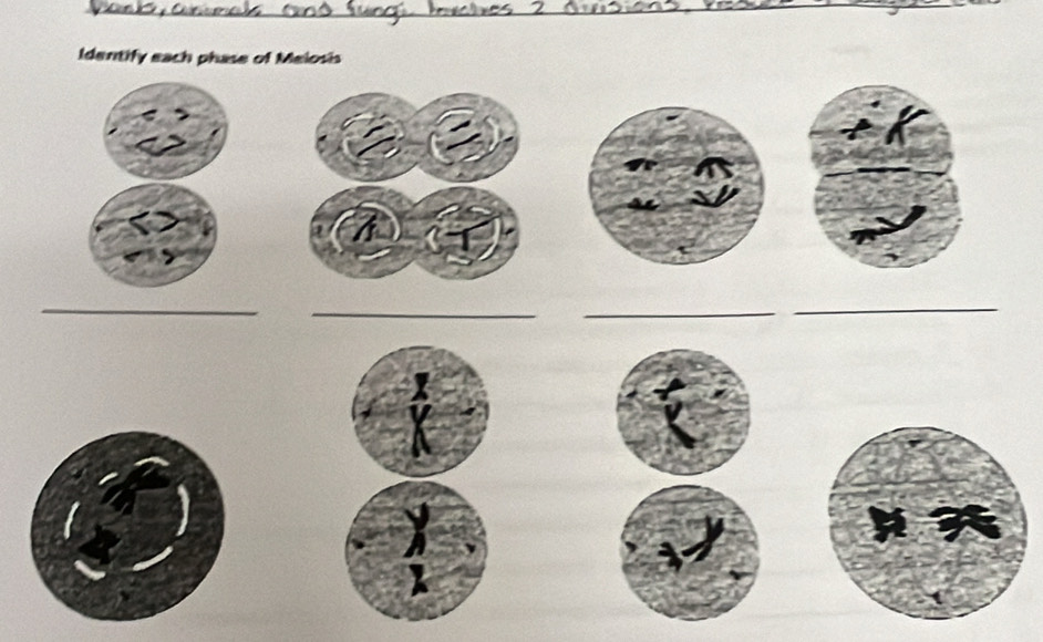 Identify each phase of Melosis 
_ 
__ 
_
k