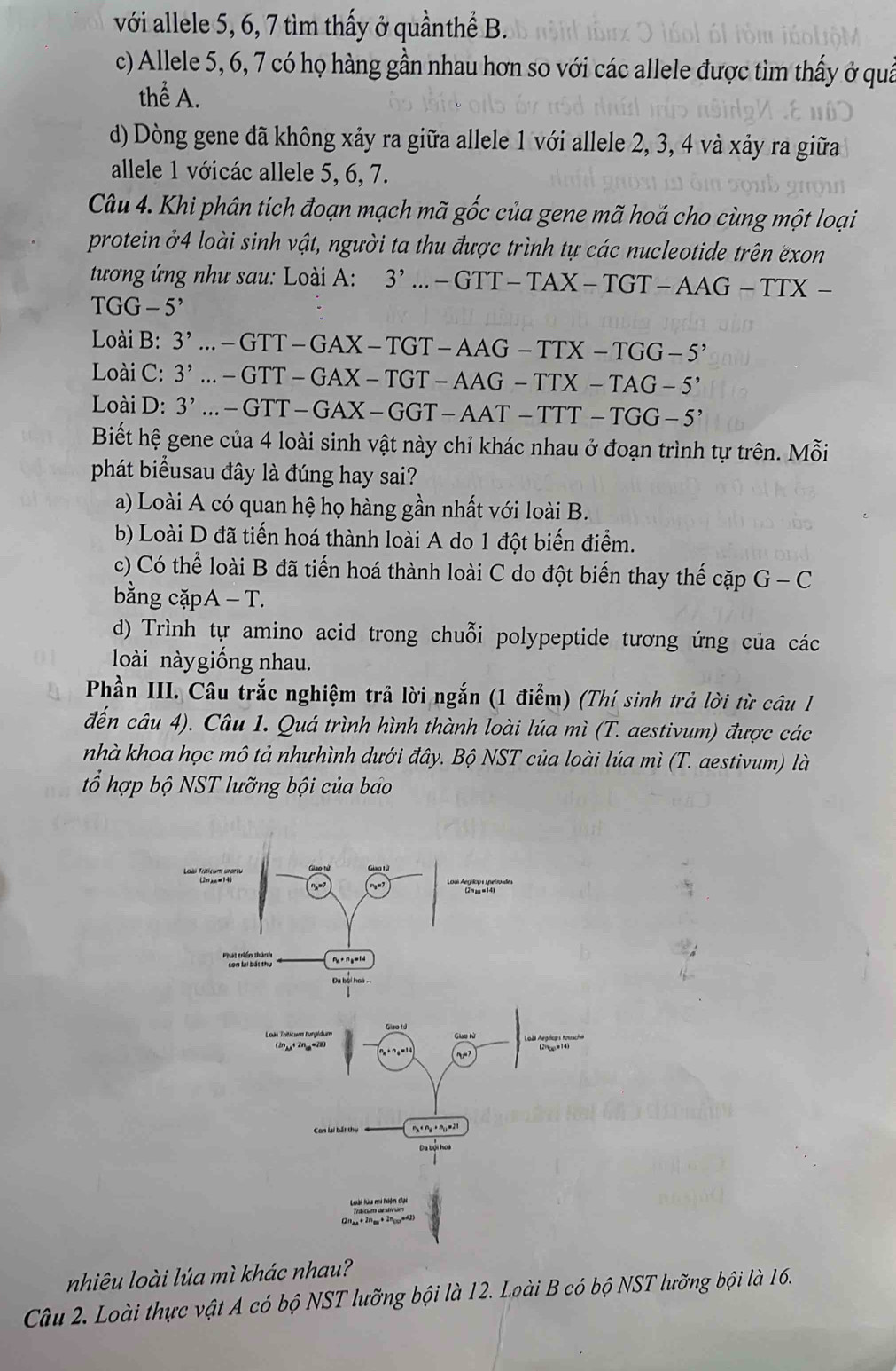 với allele 5, 6, 7 tìm thấy ở quầnthề B.
c) Allele 5, 6, 7 có họ hàng gần nhau hơn so với các allele được tìm thấy ở quả
thể A.
d) Dòng gene đã không xảy ra giữa allele 1 với allele 2, 3, 4 và xảy ra giữa
allele 1 vớicác allele 5, 6, 7.
Câu 4. Khi phân tích đoạn mạch mã gốc của gene mã hoá cho cùng một loại
protein ở4 loài sinh vật, người ta thu được trình tự các nucleotide trên ëxon
tương ứng như sau: Loài A: 3'..-GTT-TAX-TGT-AAG-TTX-
TGG-5^,
Loài B: 3'..-GTT-GAX-TGT-AAG-TTX-TGG-5'
Loài C: 3'..-GTT-GAX-TGT-AAG-TTX-TAG-5'
Loài D: 3'..-GTT-GAX-GGT-AAT-TTT-TGG-5'
Biết hệ gene của 4 loài sinh vật này chỉ khác nhau ở đoạn trình tự trên. Mhat oi
phát biểusau đây là đúng hay sai?
a) Loài A có quan hệ họ hàng gần nhất với loài B.
b) Loài D đã tiến hoá thành loài A do 1 đột biến điểm.
c) Có thể loài B đã tiến hoá thành loài C do đột biến thay thế capG-C
bằng cặpA - T.
d) Trình tự amino acid trong chuỗi polypeptide tương ứng của các
loài này giống nhau.
Phần III. Câu trắc nghiệm trả lời ngắn (1 điểm) (Thí sinh trả lời từ câu l
đến câu 4). Câu 1. Quá trình hình thành loài lúa mì (T. aestivum) được các
nhà khoa học mô tả nhưhình dưới đây. Bộ NST của loài lúa mì (T. aestivum) là
tổ hợp bộ NST lưỡng bội của bảo
nhiêu loài lúa mì khác nhau?
Câu 2. Loài thực vật A có bộ NST lưỡng bội là 12. Loài B có bộ NST lưỡng bội là 16.