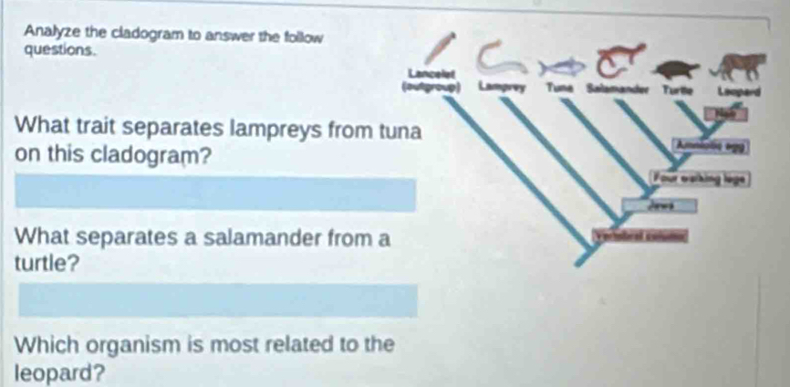 Analyze the cladogram to answer the follow 
questions. 
What trait separates lampreys from 
on this cladogram? 
What separates a salamander from 
turtle? 
Which organism is most related to the 
leopard?