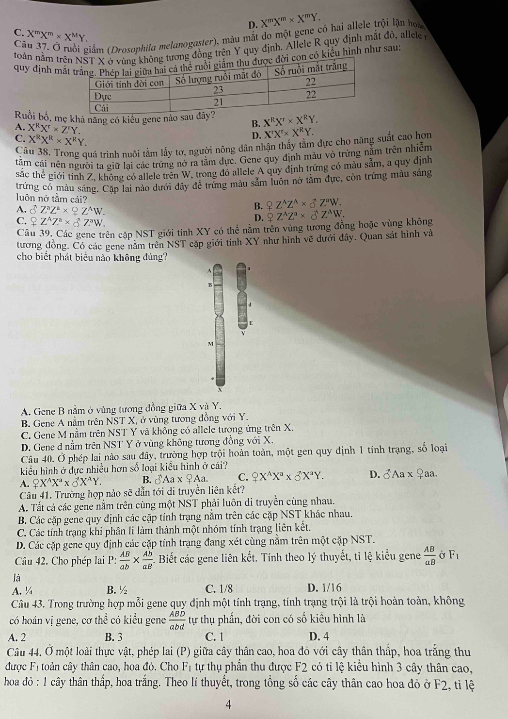 D. X^mX^m* X^mY.
C. X^mX^m* X^MY.
C
(giấm (Drosophila melanogaster), màu mắt do một gene có hai allele trội lặn hoà
toàn nằm trng đồng trên Y quy định. Allele R quy định mắt đỏ, allele 
quy định mắn có kiểu hình như sau:
Ruồi bố, mẹ khả năng có kiểu gene nà X^RX^r* X^RY.
A. X^RX^r* Z^rY.
B.
C. X^RX^R* X^RY.
D. X^rX^r* X^RY.
Câu 38. Trong quá trình nuôi tằm lấy tơ, người nông dân nhận thấy tằm đực cho năng suất cao hơn
tằm cái nên người ta giữ lại các trứng nở ra tằm đực. Gene quy định màu vỏ trứng nằm trên nhiễm
sắc thể giới tính Z, không có allele trên W, trong đó allele A quy định trứng có màu sẵm, a quy định
trứng có màu sáng. Cặp lai nào dưới đây đề trứng màu sẫm luôn nở tằm đực, còn trứng màu sáng
luôn nở tằm cái?
B. QZ^AZ^A* _O^((wedge)Z^a)W.
A. delta Z^aZ^a* _ ^AW. QZ^AZ^a* delta Z^(wedge)W.
C. QZ^AZ^a* delta Z^aW.
D.
Câu 39. Các gene trên cặp NST giới tính XY có thể nằm trên vùng tương đồng hoặc vùng không
tương đồng. Có các gene năm trên NST cặp giới tính XY như hình vẽ dưới đây. Quan sát hình và
cho biết phát biểu nào không đúng?
A
B
E
M
A. Gene B nằm ở vùng tương đồng giữa X và Y.
B. Gene A nằm trên NST X, ở vùng tương đồng với Y.
C. Gene M nằm trên NST Y và không có allele tương ứng trên X.
D. Gene d nằm trên NST Y ở vùng không tương đồng với X.
Câu 40. Ở phép lai nào sau đây, trường hợp trội hoàn toàn, một gen quy định 1 tính trạng, số loại
kiểu hình ở đực nhiều hơn số loại kiểu hình ở cái?
A. _ QX^AX^a*  ^wedge X^AY. B. 8Aa* :QAa C. QX^AX^a* delta X^aY. D. delta Aaxvarphi aa.
Câu 41. Trường hợp nào sẽ dẫn tới di truyền liên kết?
A. Tất cả các gene nằm trên cùng một NST phải luôn di truyền cùng nhau.
B. Các cặp gene quy định các cặp tính trạng nằm trên các cặp NST khác nhau.
C. Các tính trạng khi phân li làm thành một nhóm tính trạng liên kết.
D. Các cặp gene quy định các cặp tính trạng đang xét cùng nằm trên một cặp NST.
Câu 42. Cho phép lai P:  AB/ab *  Ab/aB  f. Biết các gene liên kết. Tính theo lý thuyết, tỉ lệ kiểu gene  AB/aB  Ở F_1
là
A. ¼ B. ½ C. 1/8 D. 1/16
Câu 43. Trong trường hợp mỗi gene quy định một tính trạng, tính trạng trội là trội hoàn toàn, không
có hoán vị gene, cơ thể có kiểu gene  ABD/abd  tự thụ phần, đời con có số kiều hình là
A. 2 B. 3 C. 1 D. 4
Câu 44. Ở một loài thực vật, phép lai (P) giữa cây thân cao, hoa đỏ với cây thân thấp, hoa trắng thu
được F1 toàn cây thân cao, hoa đỏ. Cho F1 tự thụ phần thu được F2 có tỉ lệ kiểu hình 3 cây thân cao,
hoa đỏ : 1 cây thân thấp, hoa trắng. Theo lí thuyết, trong tổng số các cây thân cao hoa đỏ ở F2, tỉ lệ
4