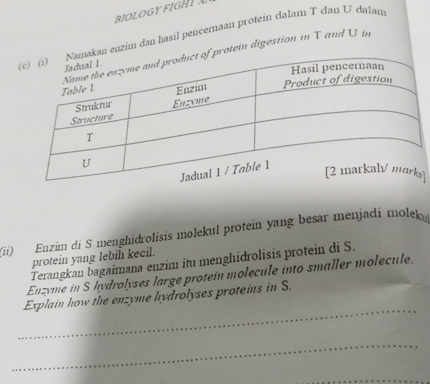 BIOLOGY FIGHTA 
enzim dan hasil pencernaan protein dalam T dan U dalan 
tein digestion in T and U in 
] 
(ii) Enzim di S menghidrolisis molekul protein yang besar menjadi moleku 
protein yang lebih kecil. 
Terangkan bagaimana enzim itu menghidrolisis protein di S. 
Enzyme in S hydrolyses large protein molecule into smaller molecule. 
_ 
Explain how the enzyme hydrolyses proteins in S. 
_