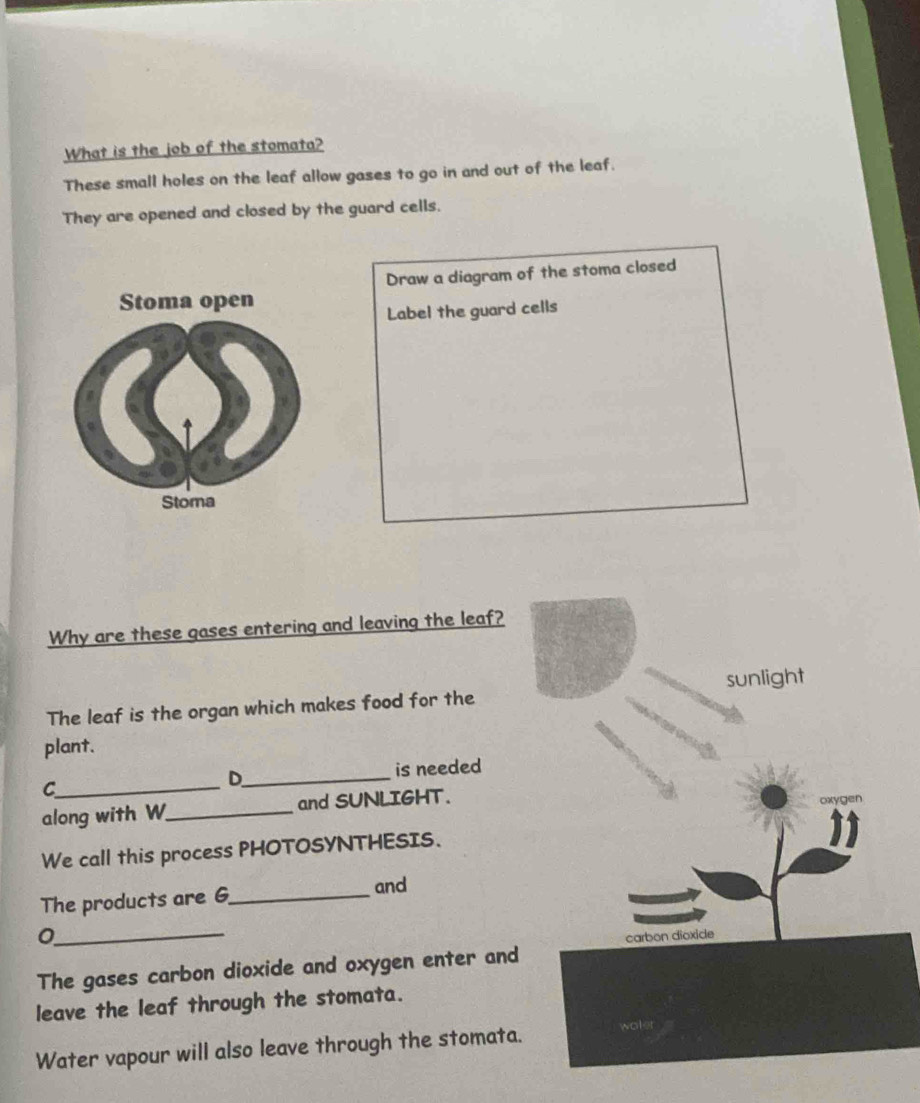 What is the job of the stomata? 
These small holes on the leaf allow gases to go in and out of the leaf. 
They are opened and closed by the guard cells. 
Draw a diagram of the stoma closed 
Label the guard cells 
Why are these gases entering and leaving the leaf? 
The leaf is the organ which makes food for the sunlight 
plant. 
D_ is needed 
_C 
along with W_ and SUNLIGHT. 
vae 
We call this process PHOTOSYNTHESIS. 
The products are 6 _ 
and 
_0 
carbon dioxide 
The gases carbon dioxide and oxygen enter and 
leave the leaf through the stomata. 
Water vapour will also leave through the stomata.