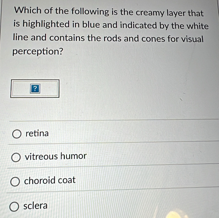 Which of the following is the creamy layer that
is highlighted in blue and indicated by the white 
line and contains the rods and cones for visual
perception?
retina
vitreous humor
choroid coat
sclera