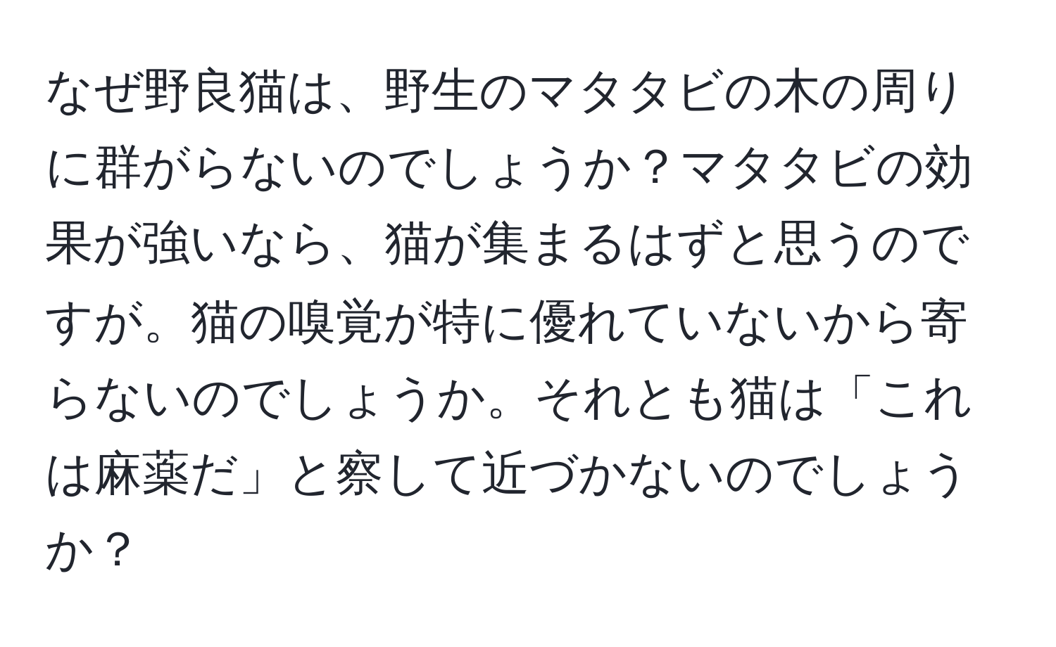 なぜ野良猫は、野生のマタタビの木の周りに群がらないのでしょうか？マタタビの効果が強いなら、猫が集まるはずと思うのですが。猫の嗅覚が特に優れていないから寄らないのでしょうか。それとも猫は「これは麻薬だ」と察して近づかないのでしょうか？