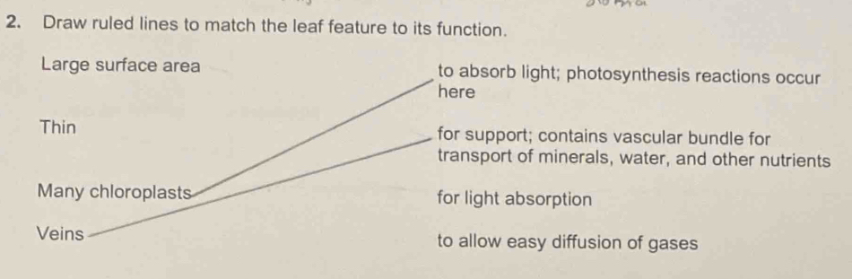 Draw ruled lines to match the leaf feature to its function. 
Large surface area to absorb light; photosynthesis reactions occur 
here 
Thin for support; contains vascular bundle for 
transport of minerals, water, and other nutrients 
Many chloroplasts for light absorption 
Veins to allow easy diffusion of gases