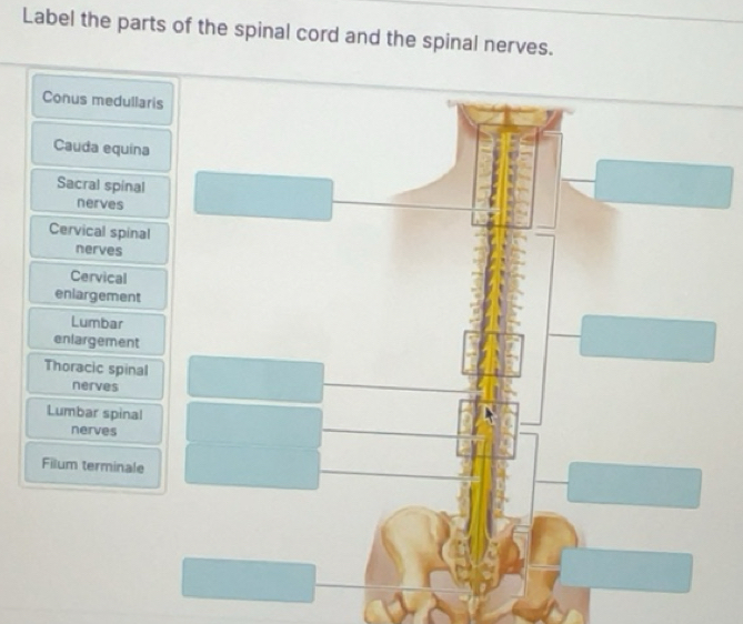 Solved: Label the parts of the spinal cord and the spinal nerves. Conus ...