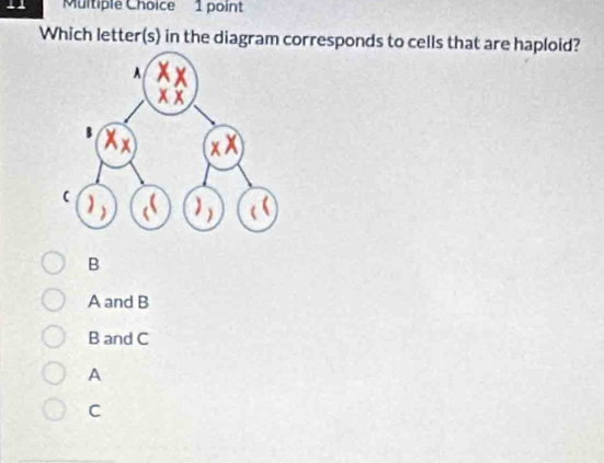 Which letter(s) in the diagram corresponds to cells that are haploid?
B
A and B
B and C
A
C