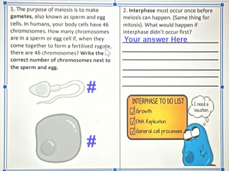 The purpose of melosis is to make 2. Interphase must occur once before
gametes, also known as sperm and egg meiosis can happen. (Same thing for
cells. In humans, your body cells have 46 mitosis). What would happen if
chromosomes. How many chromosomes interphase didn't occur first?
are in a sperm or egg cell if, when they Your answer Here
_
_
come together to form a fertilized zygote,
there are 46 chromosomes? Write the
_
correct number of chromosomes next to
_
the sperm and egg.
_
_
#
_
INTERPHASE TO DO LIST I need a
M Growth vacation
7 DNA Replication
√ General cell processes
#