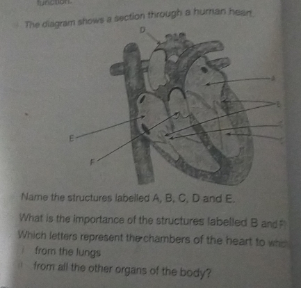 tunction 
The diasection through a human hean 
Name the structures labelled A, B, C, D and E. 
What is the importance of the structures labelled B and 
Which letters represent the chambers of the heart to whic 
from the lungs 
from all the other organs of the body?