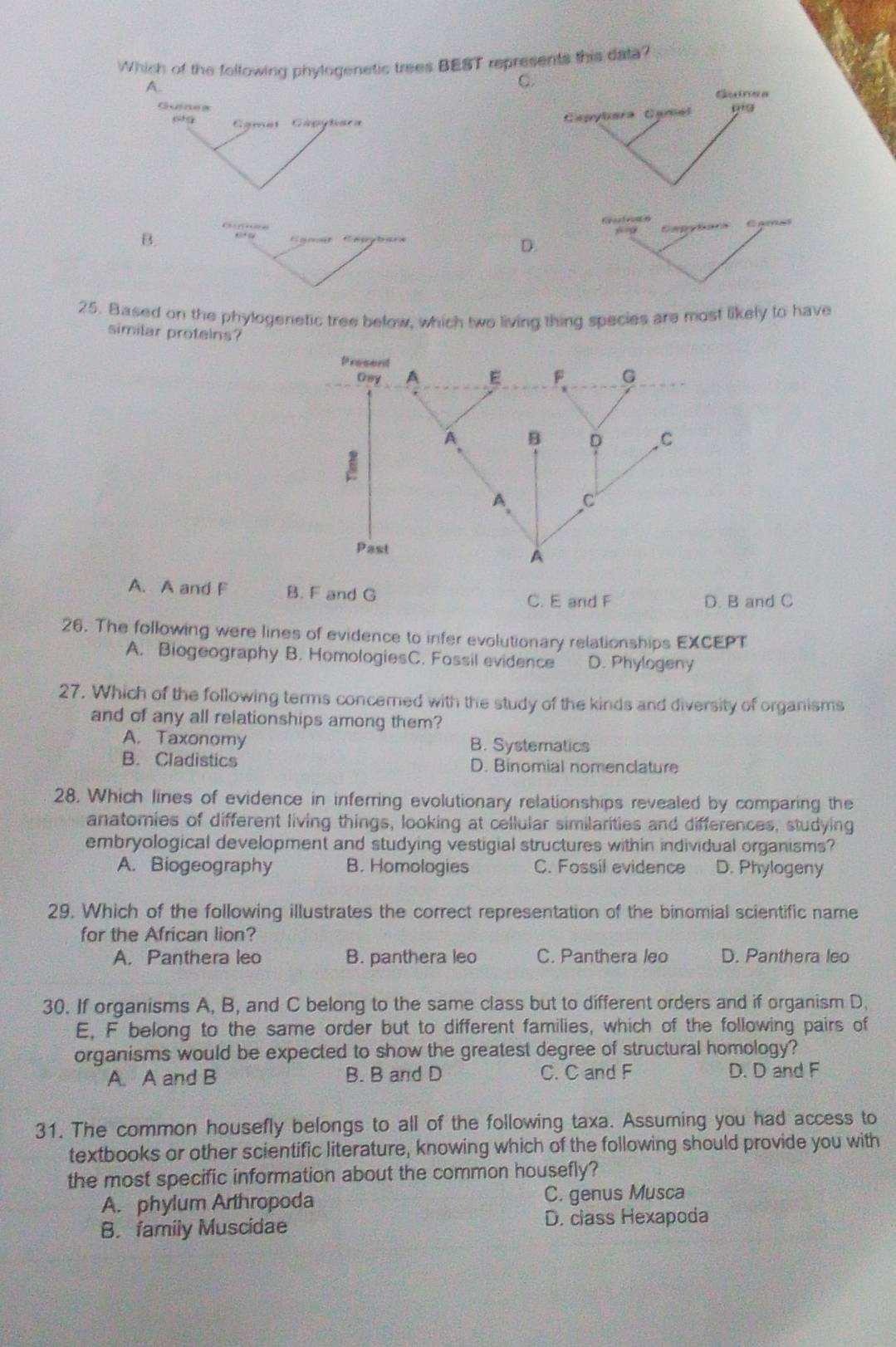 Which of the following phylogenetic trees BEST represents this data?
A.
C.
Guinea
Guines
CH=8cm Gmet Gápytiara
Capybara Camel
E f Reerfecncs
B. Egincet Capybars Cagaca C AMe3
D.
25. Based on the phylogenetic tree below, which two living thing species are most likely to have
similar proteins?
A. A and F B. F and G
C. E and F D. B and C
26. The following were lines of evidence to infer evolutionary relationships EXCEPT
A. Biogeography B. HomologiesC. Fossil evidence D. Phylogeny
27. Which of the following terms concered with the study of the kinds and diversity of organisms
and of any all relationships among them?
A. Taxonomy B. Systematics
B. Cladistics D. Binomial nomenclature
28. Which lines of evidence in inferring evolutionary relationships revealed by comparing the
anatomies of different living things, looking at cellular similarities and differences, studying
embryological development and studying vestigial structures within individual organisms?
A. Biogeography B. Homologies C. Fossil evidence D. Phylogeny
29. Which of the following illustrates the correct representation of the binomial scientific name
for the African lion?
A. Panthera leo B. panthera leo C. Panthera leo D. Panthera leo
30. If organisms A, B, and C belong to the same class but to different orders and if organism D,
E, F belong to the same order but to different families, which of the following pairs of
organisms would be expected to show the greatest degree of structural homology?
A. A and B B. B and D C. C and F D. D and F
31. The common housefly belongs to all of the following taxa. Assuming you had access to
textbooks or other scientific literature, knowing which of the following should provide you with
the most specific information about the common housefly?
A. phylum Arthropoda C. genus Musca
B. family Muscidae D. class Hexapoda