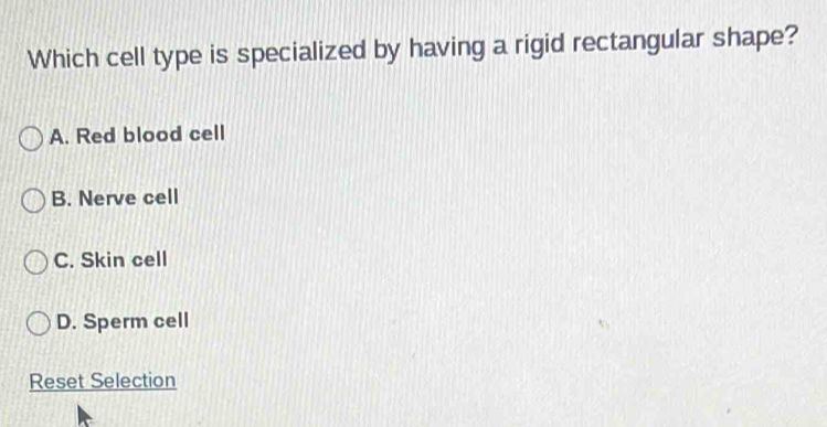 Which cell type is specialized by having a rigid rectangular shape?
A. Red blood cell
B. Nerve cell
C. Skin cell
D. Sperm cell
Reset Selection