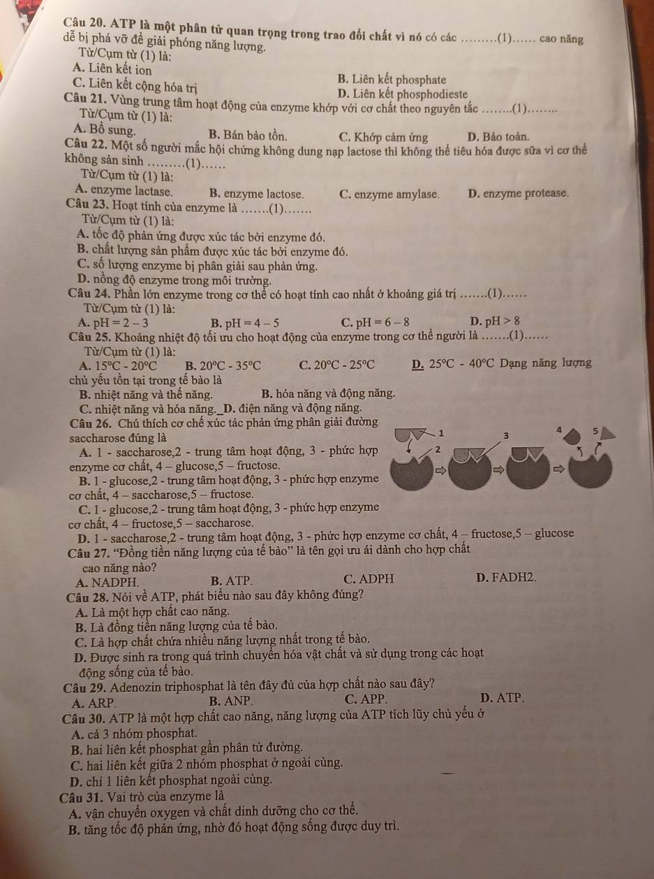 ATP là một phân tử quan trọng trong trao đổi chất vì nó có các _(1)_ cao nǎng
dễ bị phá vỡ đề giải phóng năng lượng.
Từ/Cụm từ (1) là:
A. Liên kết ion B. Liên kết phosphate
C. Liên kết cộng hóa trị
D. Liên kết phosphodieste
Câu 21. Vùng trung tâm hoạt động của enzyme khớp với cơ chất theo nguyên tắc _.(1)_
Từ/Cụm từ (1) là:
A. Bổ sung. B. Bán bảo tồn. C. Khớp cảm ứng D. Bảo toàn.
Câu 22. Một số người mắc hội chứng không dung nạp lactose thì không thể tiêu hóa được sữa vì cơ thể
không sản sinh ………(1)……
Từ/Cụm từ (1) là:
A. enzyme lactase. B. enzyme lactose. C. enzyme amylase. D. enzyme protease.
Câu 23. Hoạt tính của enzyme là _.(1)……
Từ/Cụm từ (1) là:
A. tốc độ phản ứng được xúc tác bởi enzyme đó.
B. chất lượng sản phẩm được xúc tác bởi enzyme đó.
C. số lượng enzyme bị phân giải sau phản ứng.
D. nồng độ enzyme trong môi trường.
Câu 24. Phần lớn enzyme trong cơ thể có hoạt tính cao nhất ở khoảng giá trị ... (1) ......
Từ/Cụm từ (1) là:
A. pH=2-3 B. pH=4-5 C. pH=6-8 D. pH>8
Câu 25. Khoảng nhiệt độ tối ưu cho hoạt động của enzyme trong cơ thể người là _.(1)……_
Từ/Cụm từ (1) là:
A. 15°C-20°C B. 20°C-35°C C. 20°C-25°C D. 25°C-40°C Dạng năng lượng
chủ yếu tồn tại trong tế bào là
B. nhiệt năng và thế năng. B. hóa năng và động năng.
C. nhiệt năng và hóa năng._D. điện năng và động năng.
Câu 26. Chú thích cơ chế xúc tác phản ứng phân giải đườn
saccharose đúng là
A. 1 - saccharose,2 - trung tâm hoạt động, 3 - phức hợ
enzyme cơ chất, 4 - glucose,5 - fructose.
B. 1 - glucose,2 - trung tâm hoạt động, 3 - phức hợp enzym
cơ chât, 4 - saccharose,5 - fructose.
C. 1 - glucose,2 - trung tâm hoạt động, 3 - phức hợp enzyme
cơ chât, 4 - fructose,5 - saccharose.
D. 1 - saccharose,2 - trung tâm hoạt động, 3 - phức hợp enzyme cơ chất, 4 - fructose,5 - glucose
Câu 27. “Đồng tiền năng lượng của tế bào” là tên gọi ưu ái dành cho hợp chất
cao năng nào?
A. NADPH. B. ATP. C. ADPH D. FADH2.
Câu 28. Nói về ATP, phát biểu nào sau đây không đúng?
A. Là một hợp chất cao năng.
B. Là đồng tiền năng lượng của tế bào.
C. Là hợp chất chứa nhiều năng lượng nhất trong tế bào.
D. Được sinh ra trong quá trình chuyển hóa vật chất và sử dụng trong các hoạt
động sống của tế bào.
Câu 29. Adenozin triphosphat là tên đây đủ của hợp chất nào sau đây?
A. ARP. B. ANP C. APP. D. ATP.
Câu 30. ATP là một hợp chất cao năng, năng lượng của ATP tích lũy chủ yếu ở
A. cả 3 nhóm phosphat.
B. hai liên kết phosphat gần phân tử đường.
C. hai liên kết giữa 2 nhóm phosphat ở ngoài cùng.
D. chỉ 1 liên kết phosphat ngoài cùng.
Câu 31. Vai trò của enzyme là
A. vận chuyển oxygen và chất dinh dưỡng cho cơ thể.
B. tăng tốc độ phản ứng, nhờ đó hoạt động sống được duy trì.