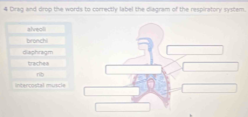 Drag and drop the words to correctly label the diagram of the respiratory system.
alveoli
bronchi
diaphragm
trachea
rib
intercostal muscle