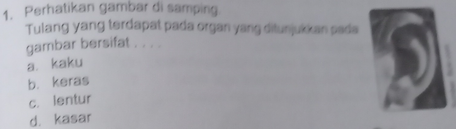 Perhatikan gambar di samping.
Tulang yang terdapat pada organ yang ditunjukkan pada
gambar bersifat . . . .
a. kaku
b. keras
c. lentur
d. kasar